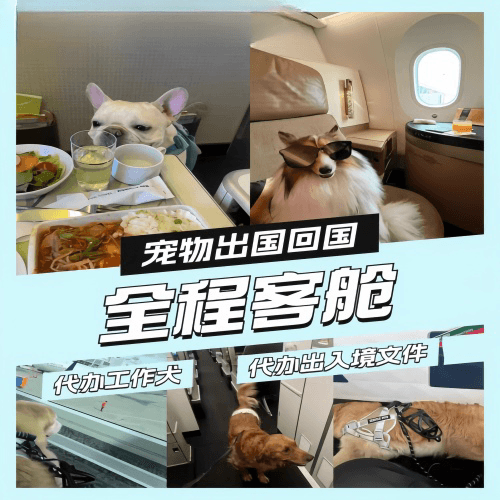 日喀则地区宠物托运到白俄罗斯宠物入境规定和要求